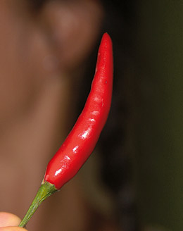 Red chili